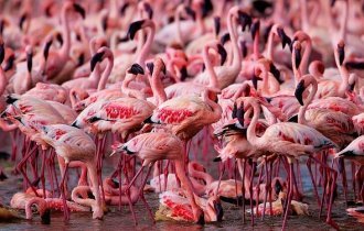 Страна розовых фламинго (28 фото)