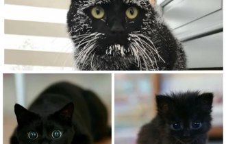 Фотографии очаровательных черных питомцев (41 фото)