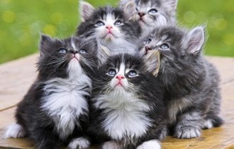 19 шикарных кошек, которые стоят целое состояние (20 фото)