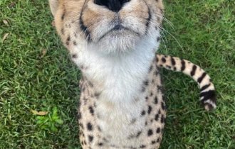 Дикие кошки Австралии (29 фото)