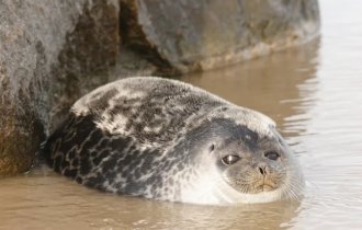 Кольчатая  нерпа: Самое северное млекопитающее на планете. Их можно  встретить даже в точке Северного полюса (9 фото)