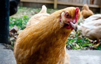 10 фактов о курице, после которых ваша жизнь не будет прежней (10 фото)
