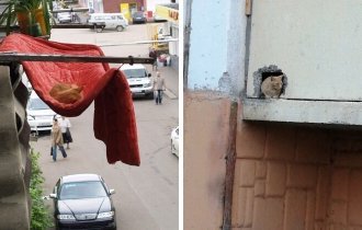 Кот + балкон = (17 фото)