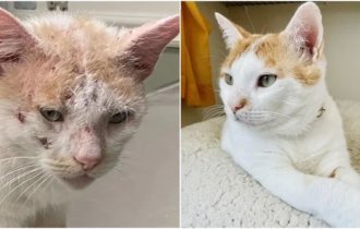 До и после: 30 чудесных преображений спасённых котиков (31 фото)
