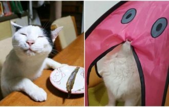 20+ уморительных котов, чье поведение не поддается объяснению (31 фото)