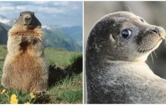 These fluffy ones are not as harmless as they seem (9 photos)