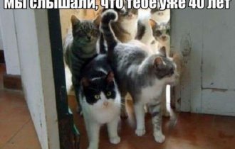 Мемы про котиков (5 фото)