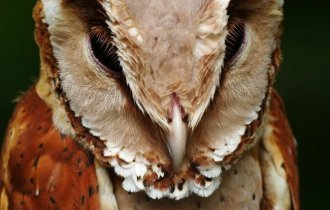 Масковые  сипухи: «Кривая» голова и странные формы,  но это идеальный костюм для охоты в непроходимых  лесах (6 фото)