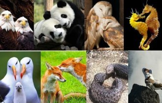 Monogamous people (25 photos)