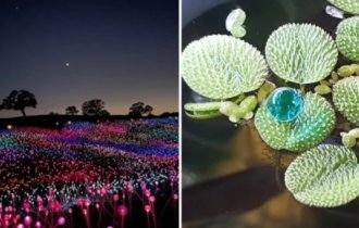 15 раз, когда людям случайно попались настоящие шедевры (16 фото)