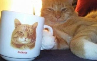 20 лучших фотографий кошек (20 фото)