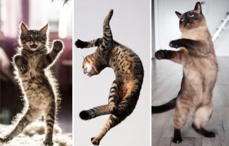 Танцующие коты (30 фото)