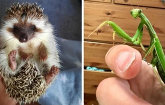 Unusual pets (19 photos)