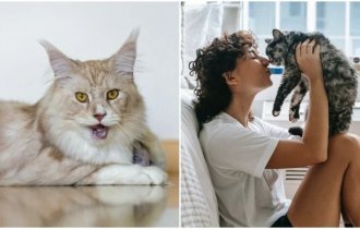 20+ любопытных фактов о наших любимцах - кошках (30 фото)