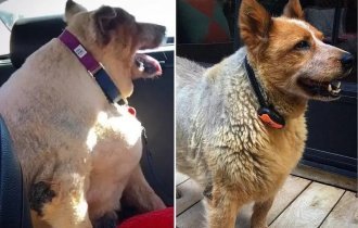 Фотографии собак до и после того, как они взяли себя в лапы и смогли похудеть (21 фото)
