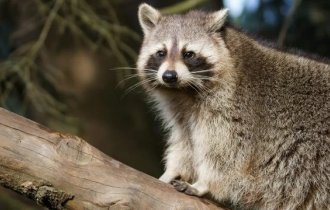 Positive about raccoons (34 photos)