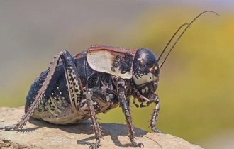 Толстун степной: Пухлый кузнечик из степей. Настолько толст, что разучился прыгать и летать (8 фото)