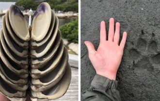 35 неожиданных находок и открытий, которыми поделились пользователи сети (36 фото)