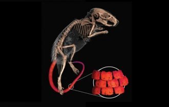 Голчасті миші обзавелися броньованими хвостами (3 фото)