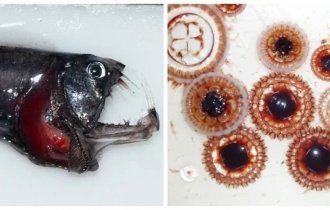 10 странных морских существ, которых обнаружили сравнительно недавно (10 фото)