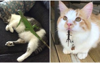 40 смешных фото, показывающих всю суть отношений кошек и ящериц (41 фото)