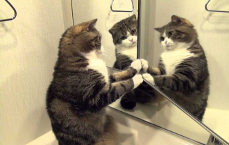 Что думают разные животные, когда видят себя в зеркале? Зеркальный тест (6 фото)