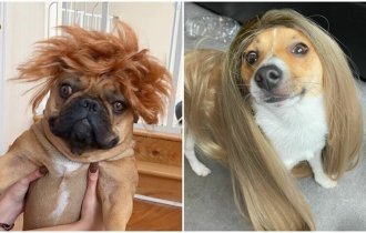 Новый интернет-тренд - собаки в париках (31 фото)