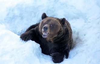 6 интересных фактов из жизни медведя «шатуна» (14 фото)