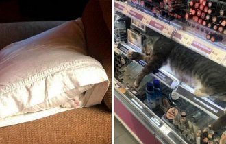 40 кошек, которые заснули в самых неожиданных местах (41 фото)