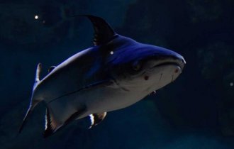 Акулий сом: Смешал в себе черты от акулы и сома, вымахал до 3 метров и кошмарит мутные реки Азии (7 фото)