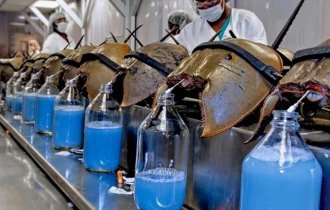 Какие цвета крови встречаются в животном мире? (6 фото)