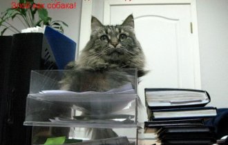Офисные кошки (24 фото)