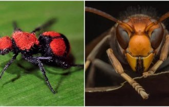 25 insects with the most painful bites (26 photos)