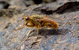 Dung fly - an insect that is beneficial (7 photos)