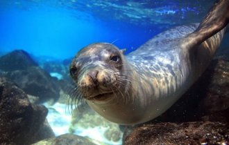 What a bigot you are: 5 annoying misconceptions about seals (6 photos)