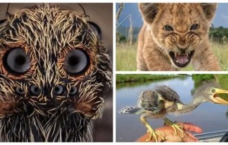 25 потрясающих фотографий дикой природы (26 фото)