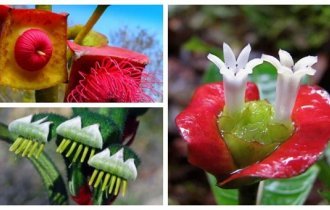 18 совершенно необычных и красивых цветов мира (18 фото)