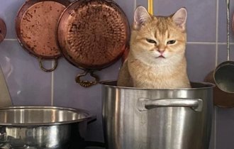 20 photos of cats found where they were least expected to be found (21 photos)