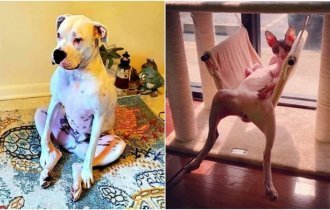 20+ животных, которые покажут вам, как познать дзен среди суеты (25 фото)