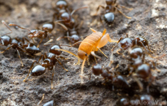 Муравьелюбы: Крошечные сверчки подружились с муравьями и устроились горничными в колонию (5 фото)