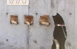 Ударим позитивом по негативу (40 фото)