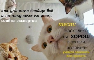 Журнал, который втайне выписывает твой кот (6 фото)