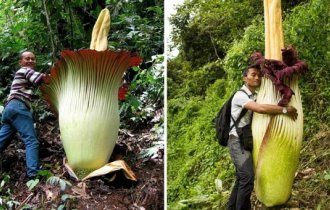 12 amazing plants that set records with their size (13 photos)