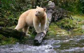 Медведь-призрак или кермодский медведь (15 фото)
