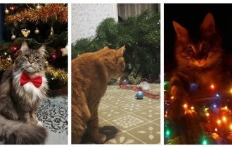 Каждый-каждый Новый год кот, конечно, ёлку ждёт (21 фото)