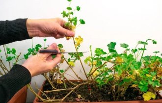 Чому листя у герані стає жовтим? (2 фото)