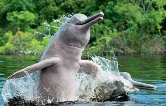 Интересные факты из жизни амазонских дельфинов (11 фото)