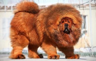 The most powerful and dangerous dogs (17 photos)