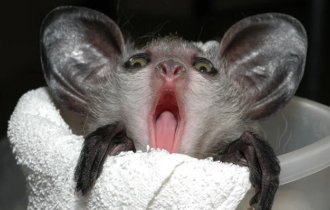 Ai-ai: Residents of Madagascar are afraid to pronounce his name and believe that the beast brings death. Is it really just because of appearance? (8 photos)