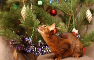 What to do if your pet ate rain or tinsel? (6 photos)